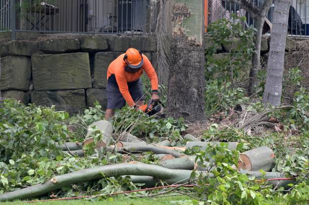 Best Tree Root Removal  in Dimondale, MI